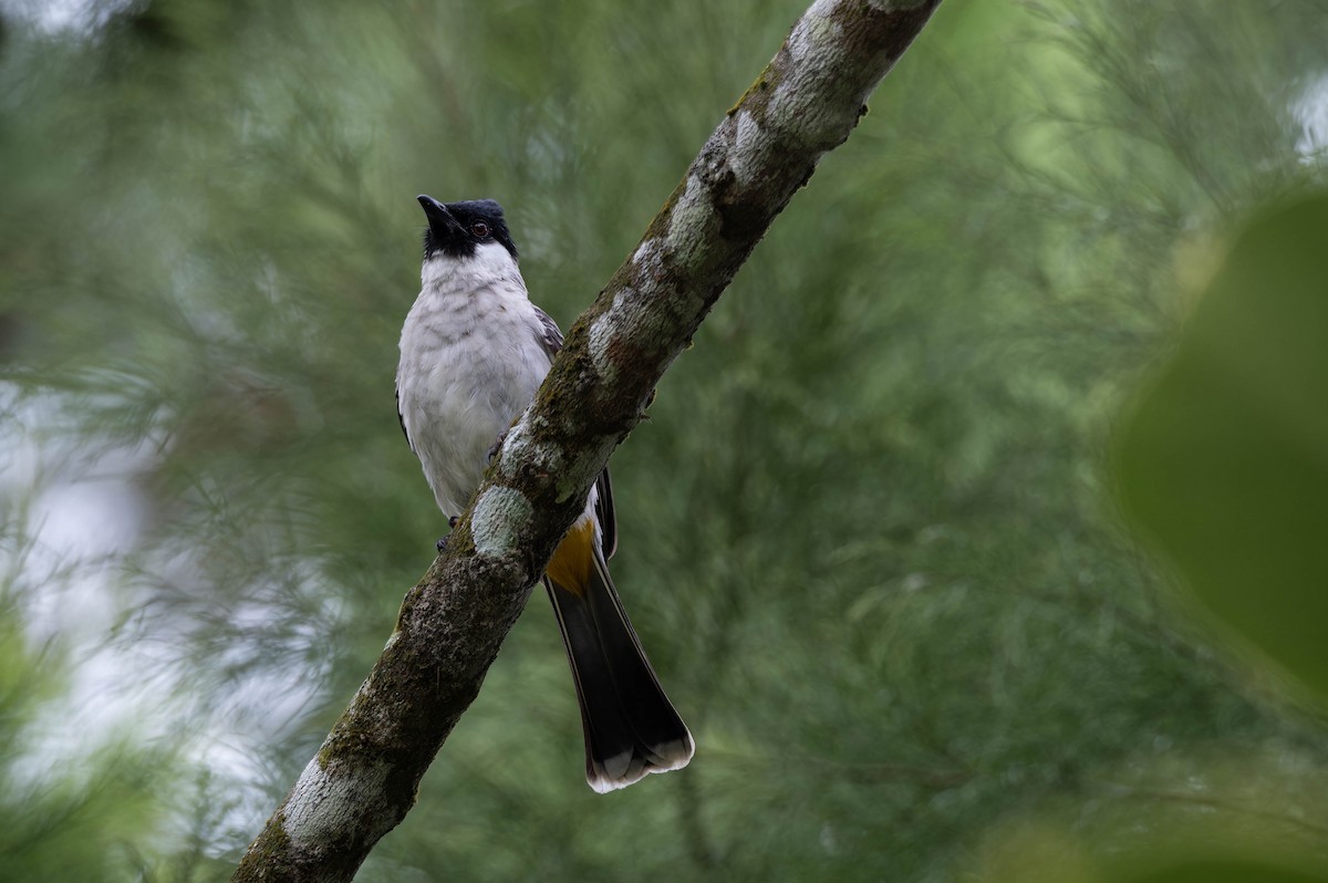 Bulbul Ventridorado - ML632833304