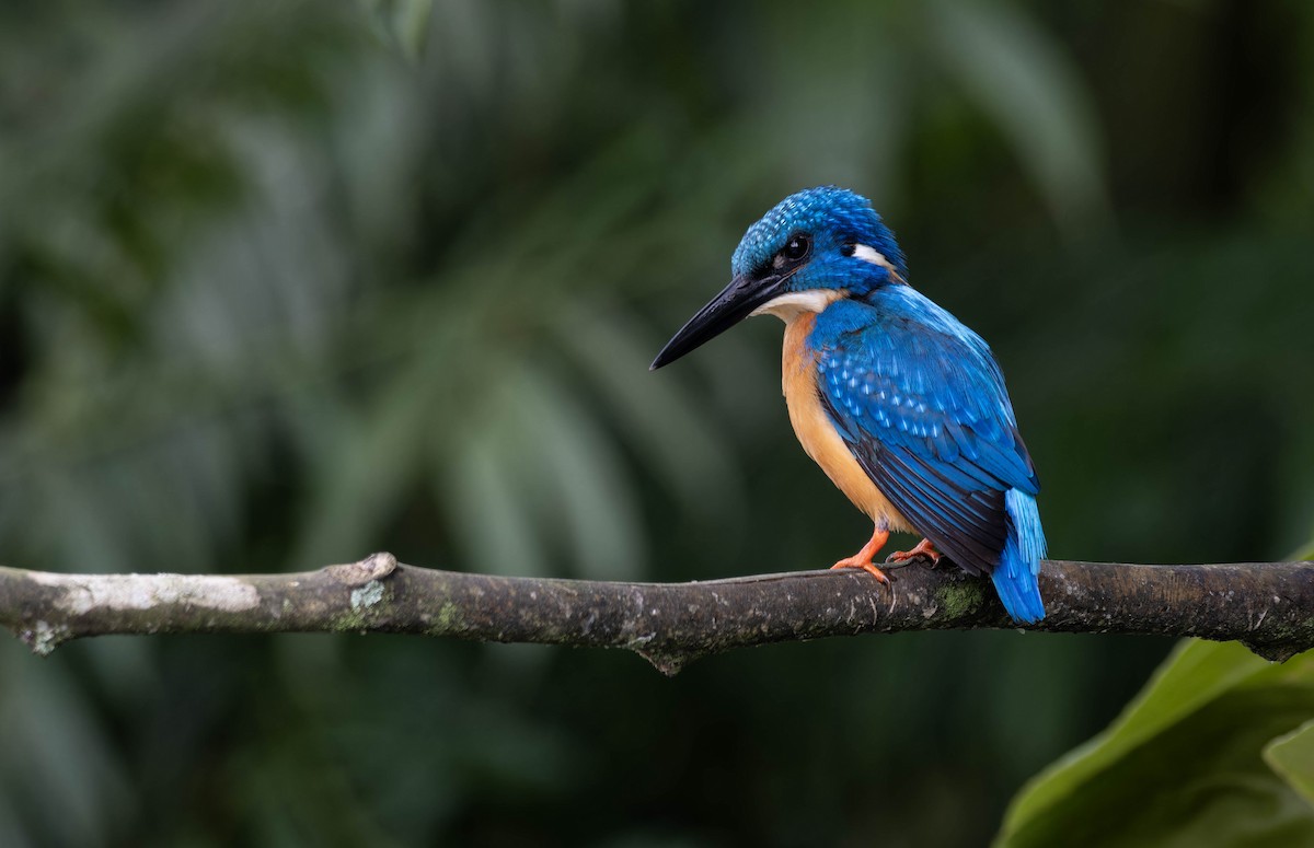 Common Kingfisher (Cobalt-eared) - Ben Ackerley