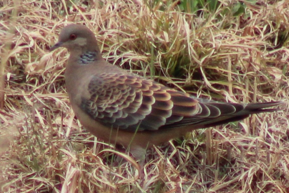 Tortora orientale - ML632833350