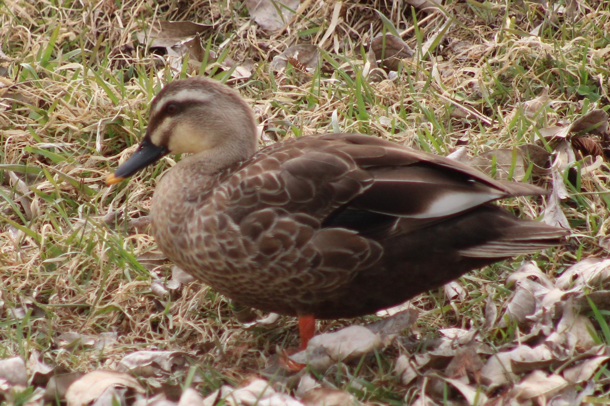 Eastern Spot-billed Duck - ML632833354