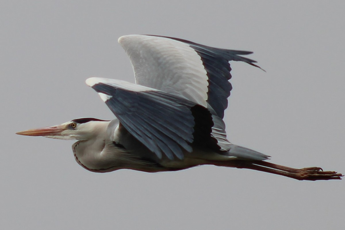 Airone cenerino - ML632833369