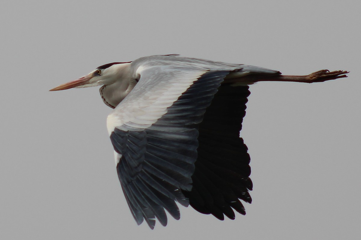 Airone cenerino - ML632833370