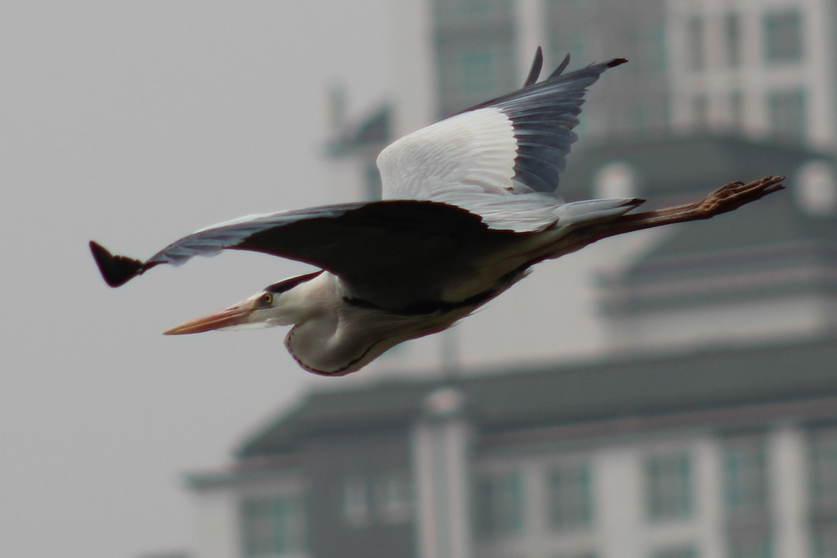 Airone cenerino - ML632833371