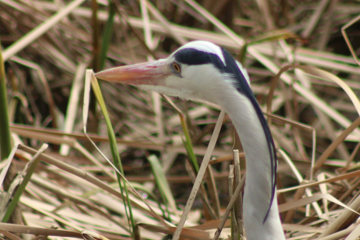 Airone cenerino - ML632833378