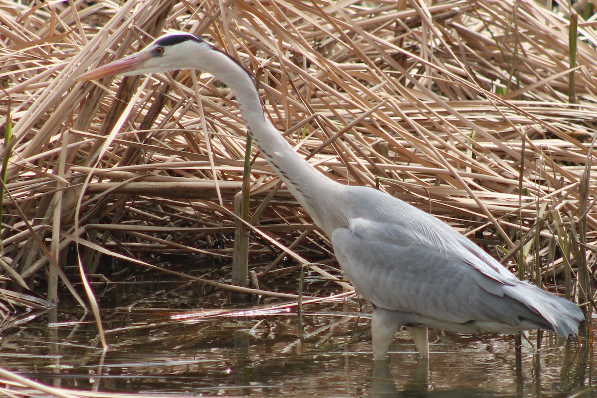 Airone cenerino - ML632833389