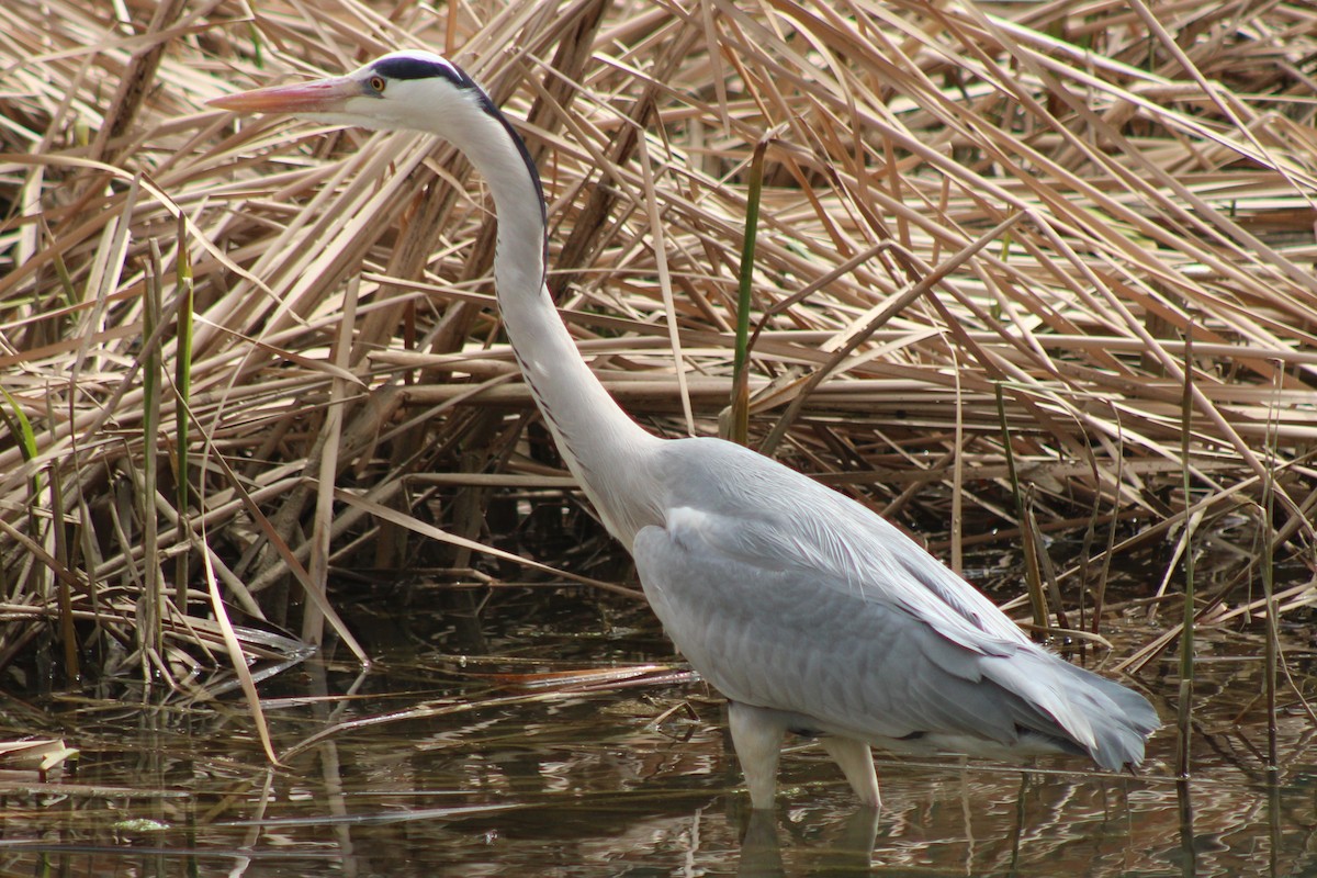 Airone cenerino - ML632833390