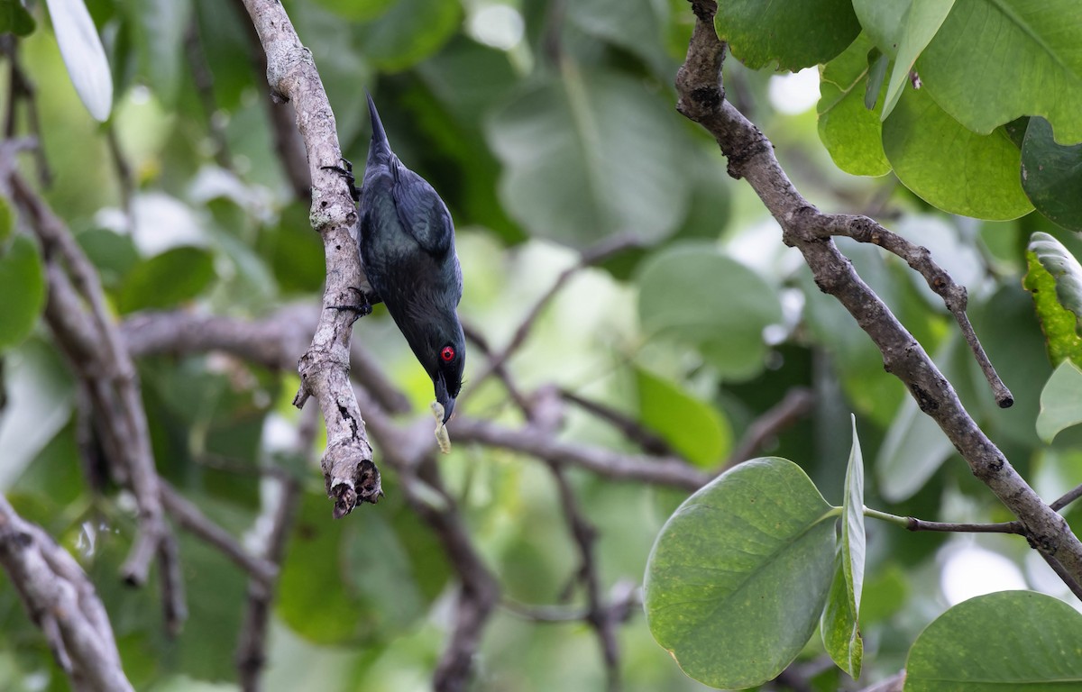 Asian Glossy Starling - ML632833392