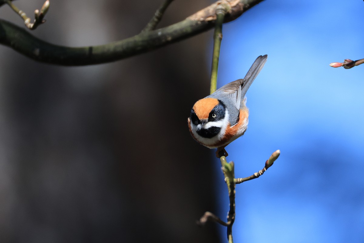 Black-throated Tit (Black-throated) - ML632833435