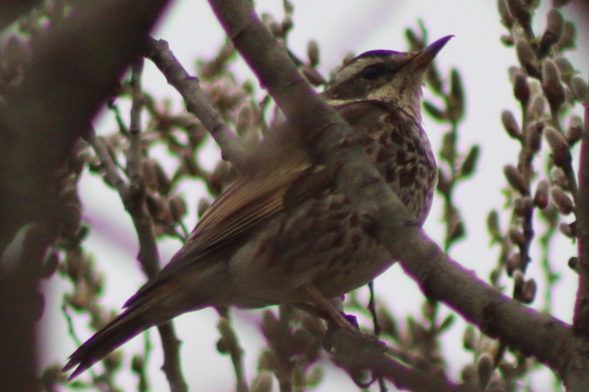 Cesena fosca - ML632833452