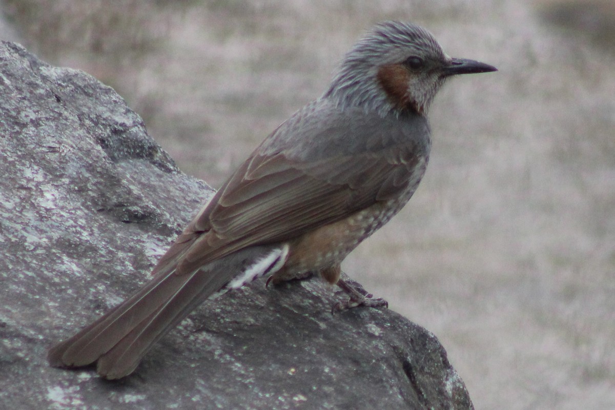 Brown-eared Bulbul - ML632833457