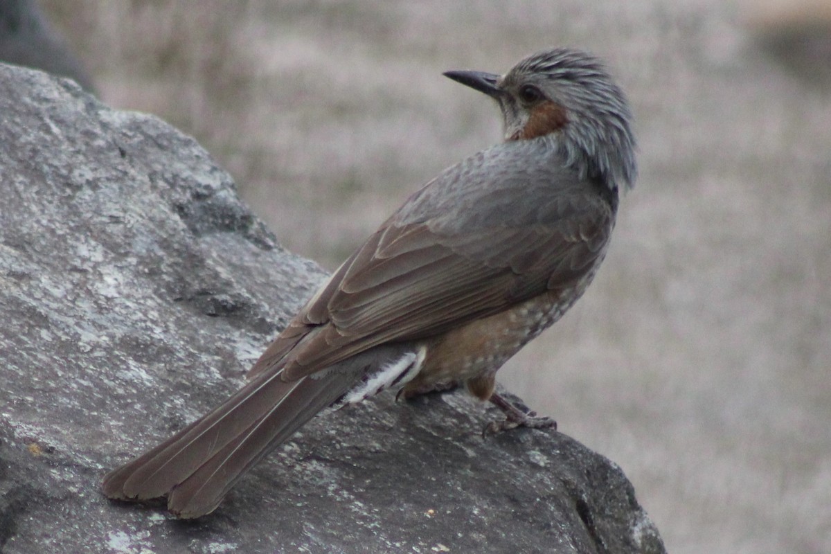 Brown-eared Bulbul - ML632833458
