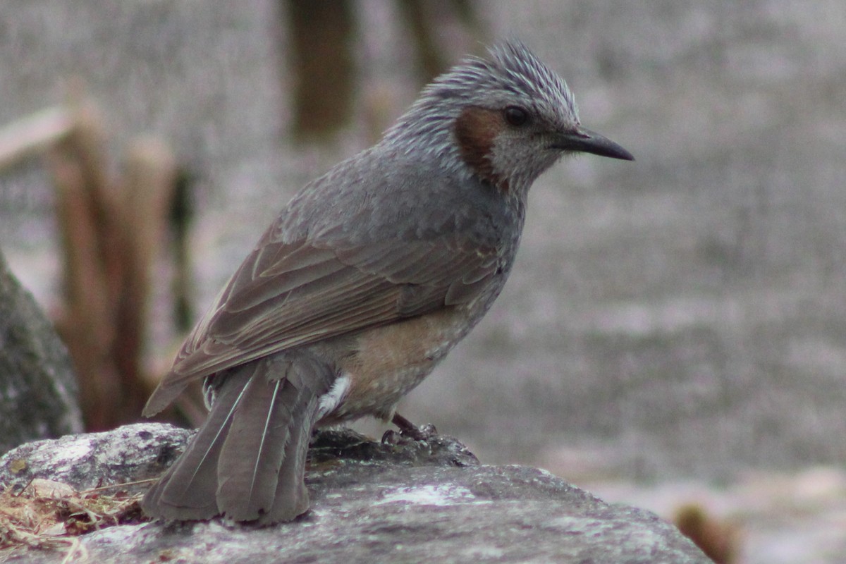 Brown-eared Bulbul - ML632833459