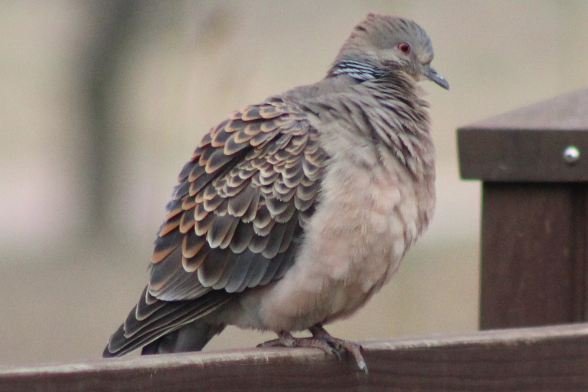 Tortora orientale - ML632833460