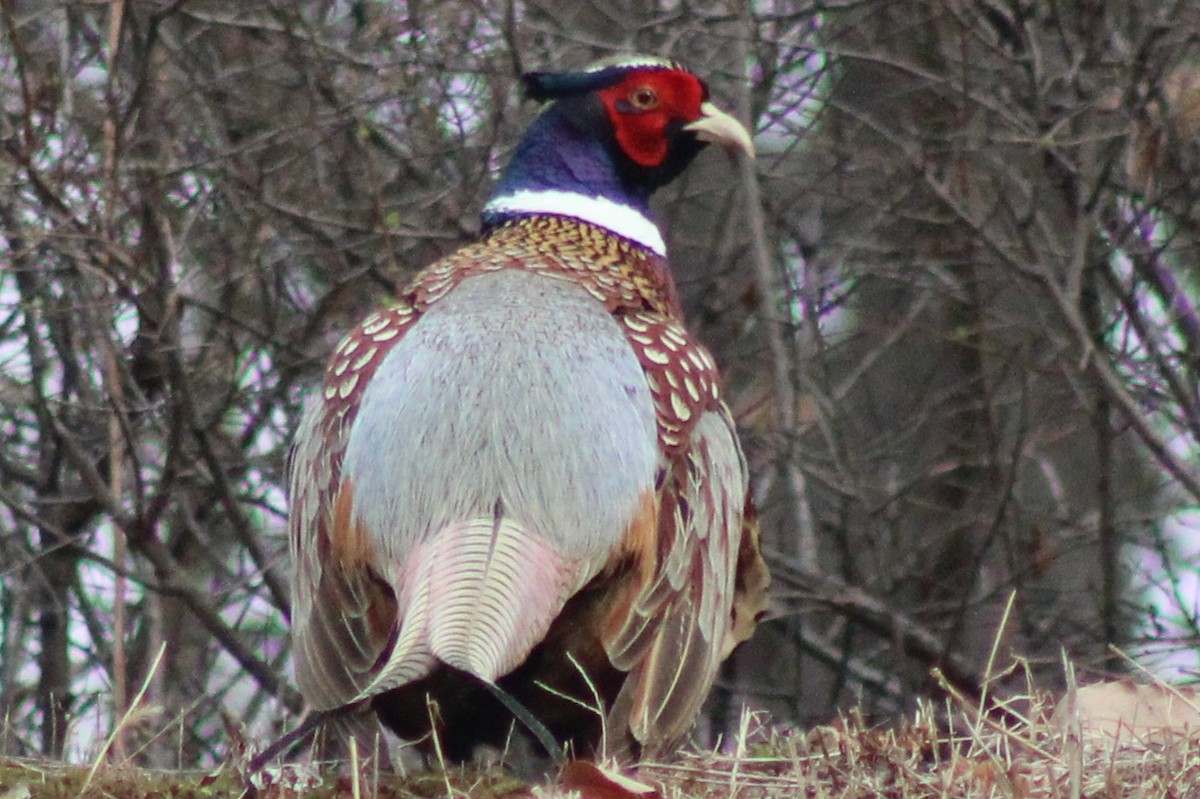 Fagiano comune - ML632833461