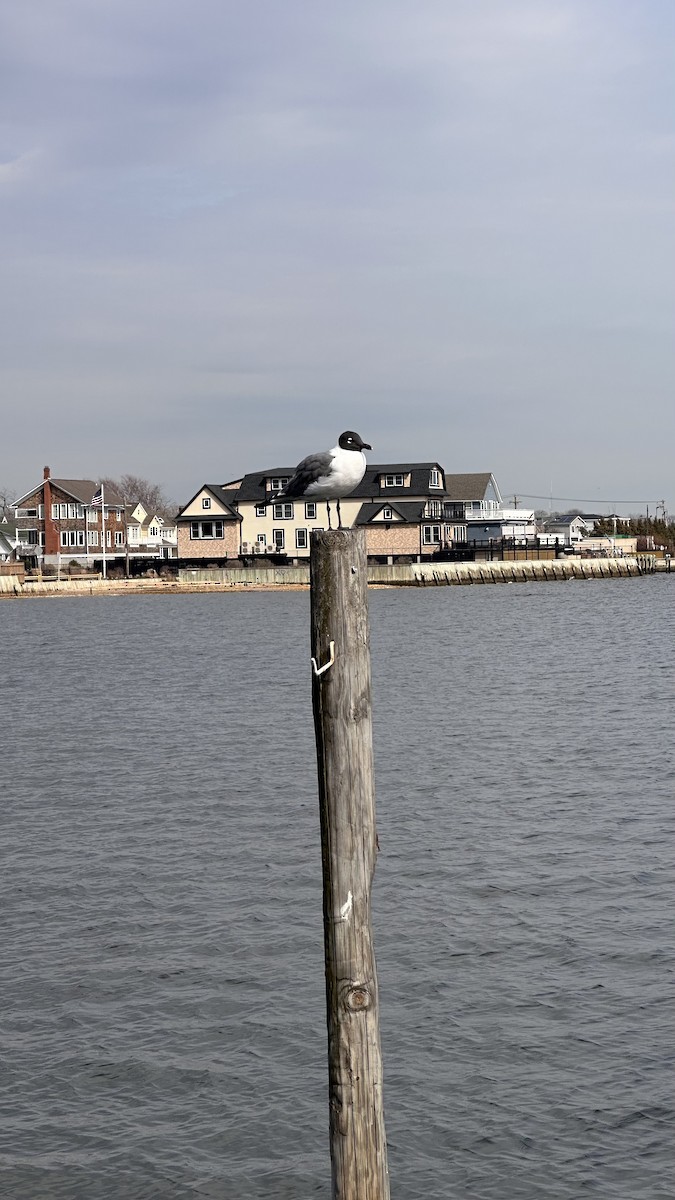 Laughing Gull - ML632833465