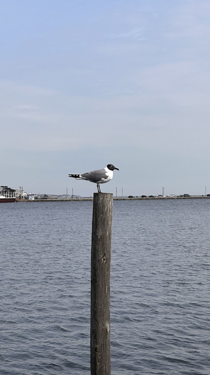 Laughing Gull - ML632833466
