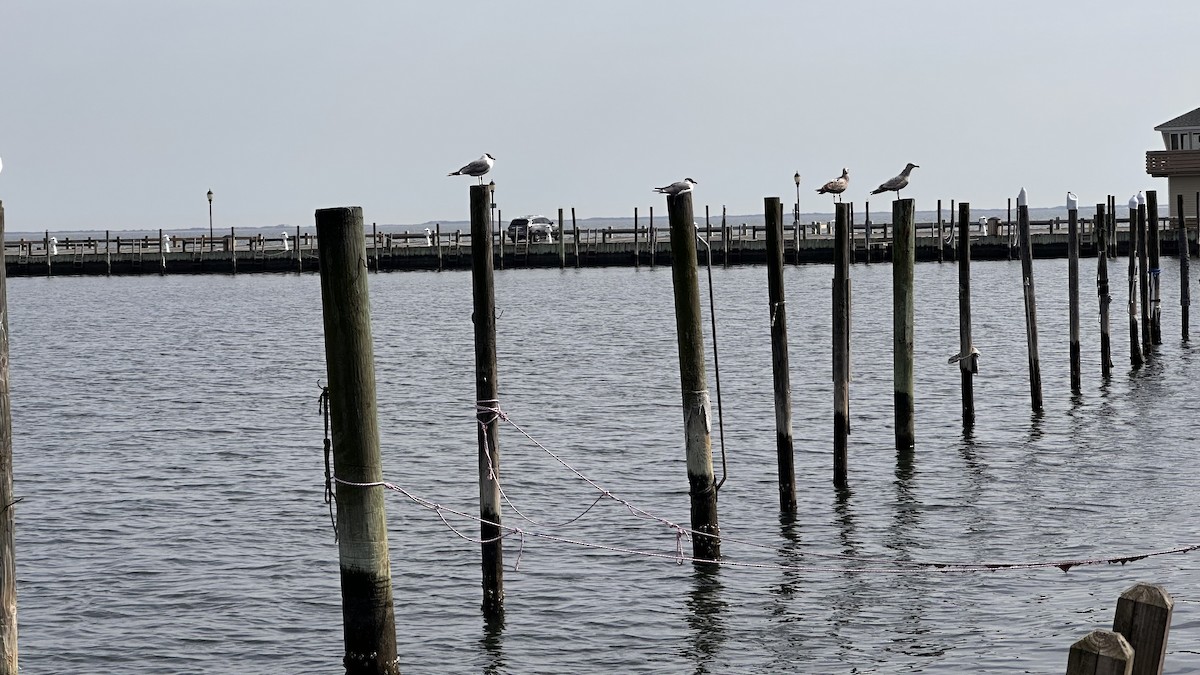 Laughing Gull - ML632833467
