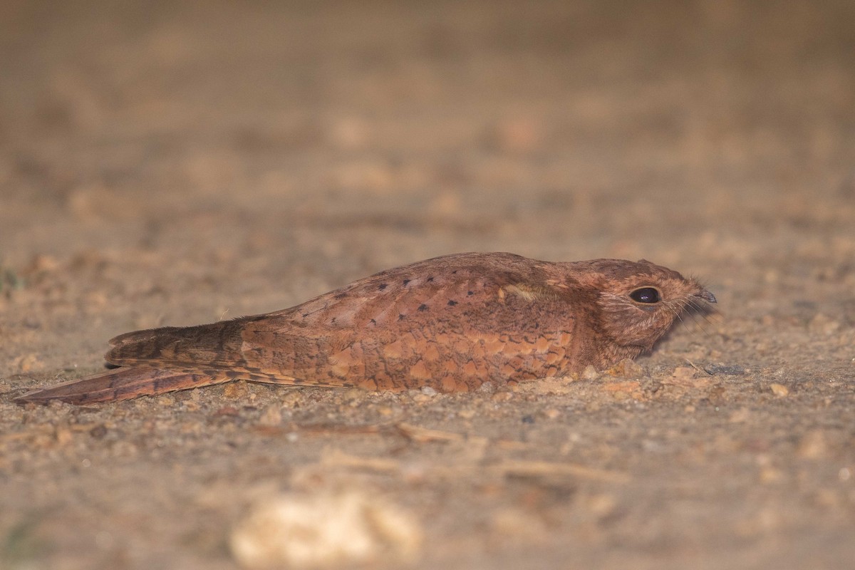 Plain Nightjar - ML632833496