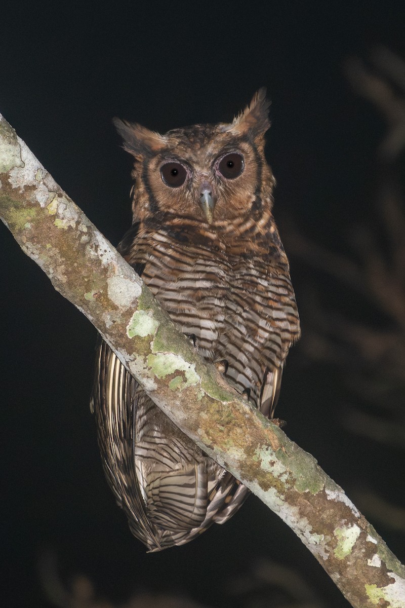 Fraser's Eagle-Owl - ML632833500