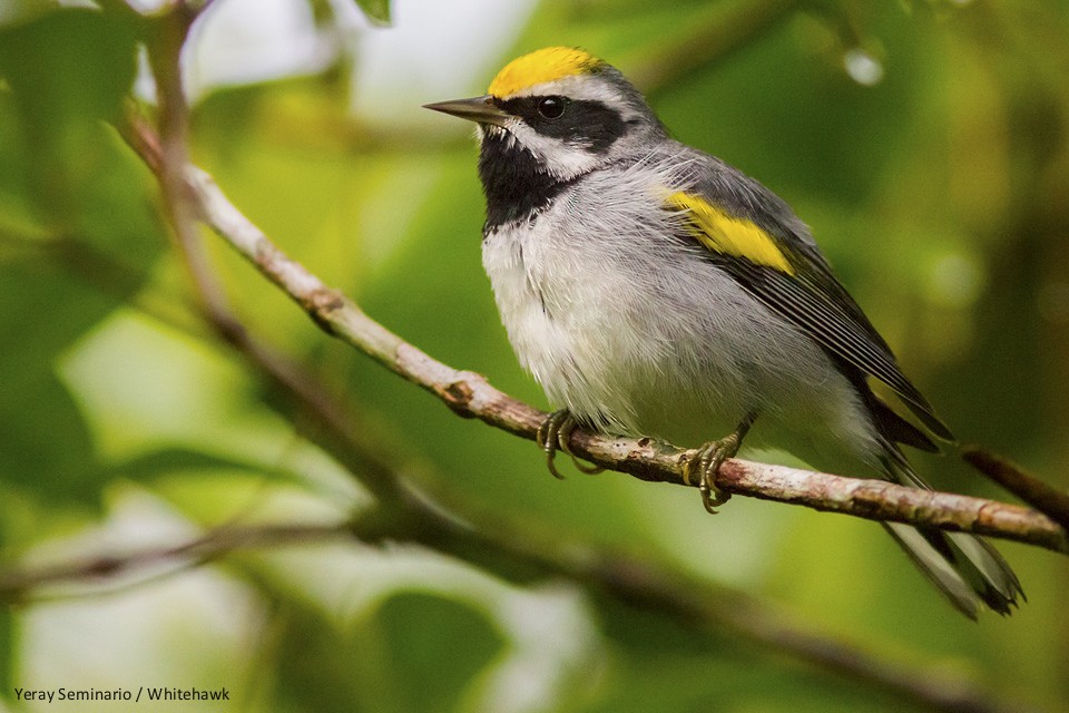 Golden-winged Warbler - Yeray Seminario