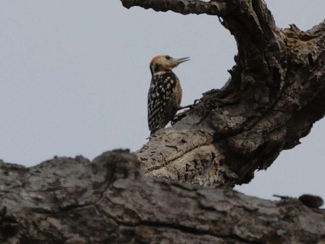Yellow-crowned Woodpecker - ML632833559