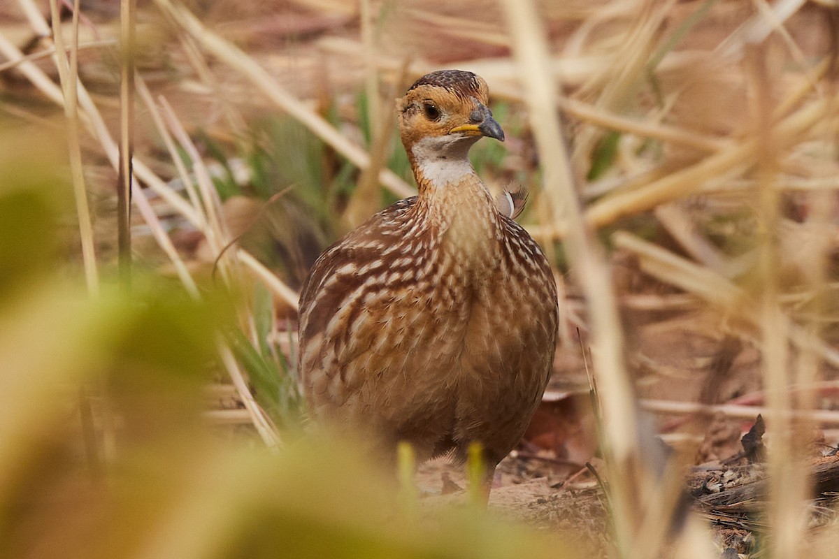 White-throated Francolin - ML632833753