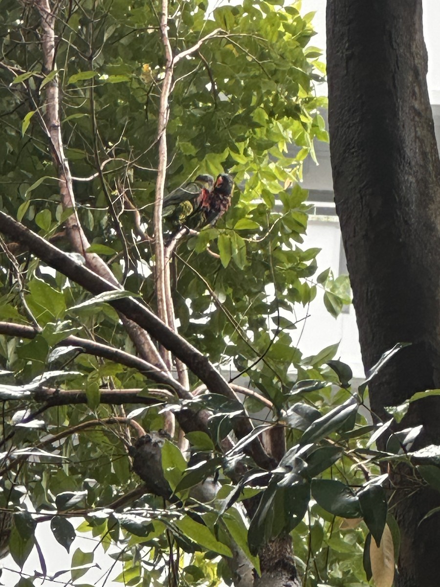 Coconut Lorikeet - ML632833868