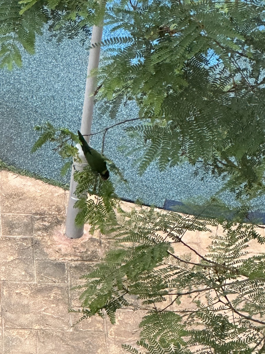 Coconut Lorikeet - ML632833883