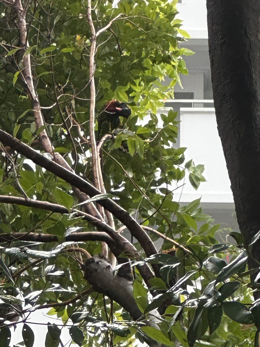 Coconut Lorikeet - ML632833884