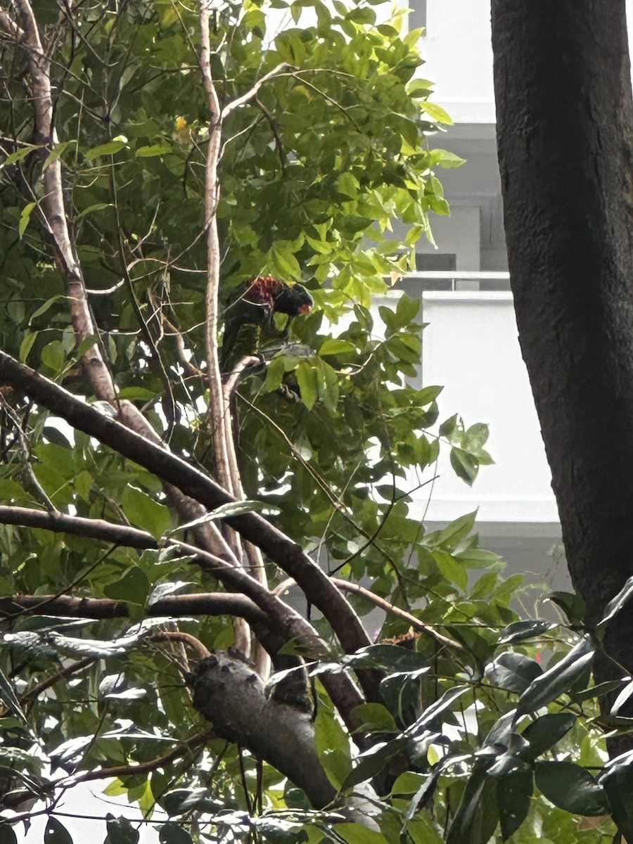 Coconut Lorikeet - ML632833885