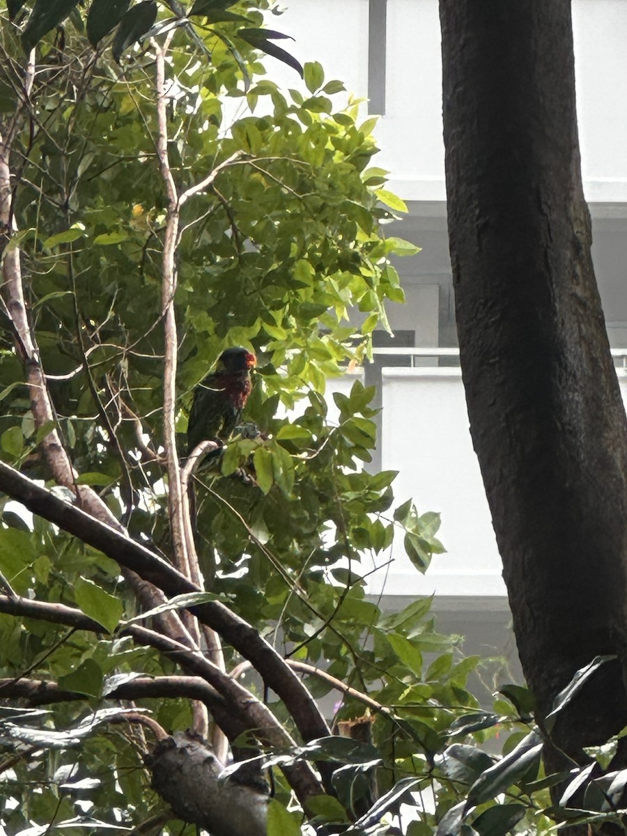 Coconut Lorikeet - ML632833886