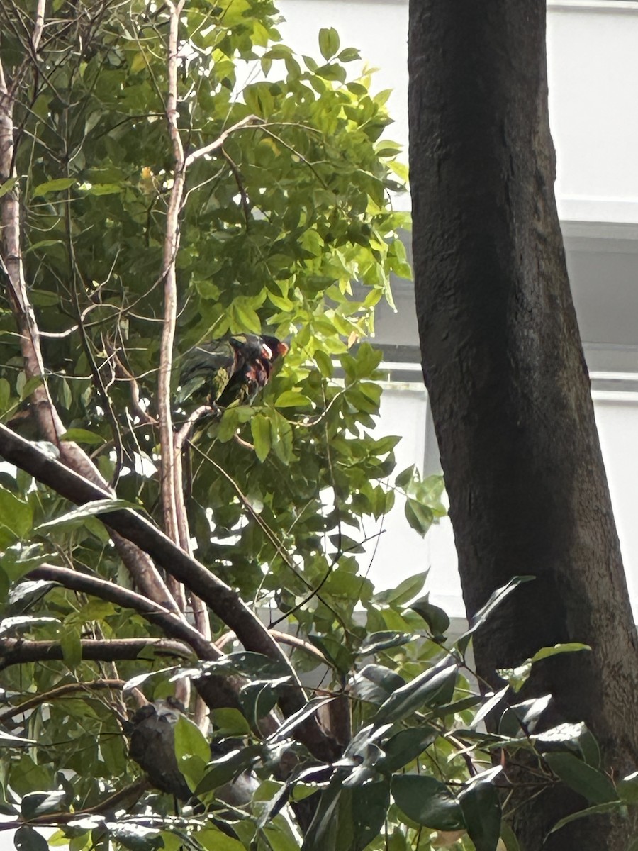 Coconut Lorikeet - ML632833887