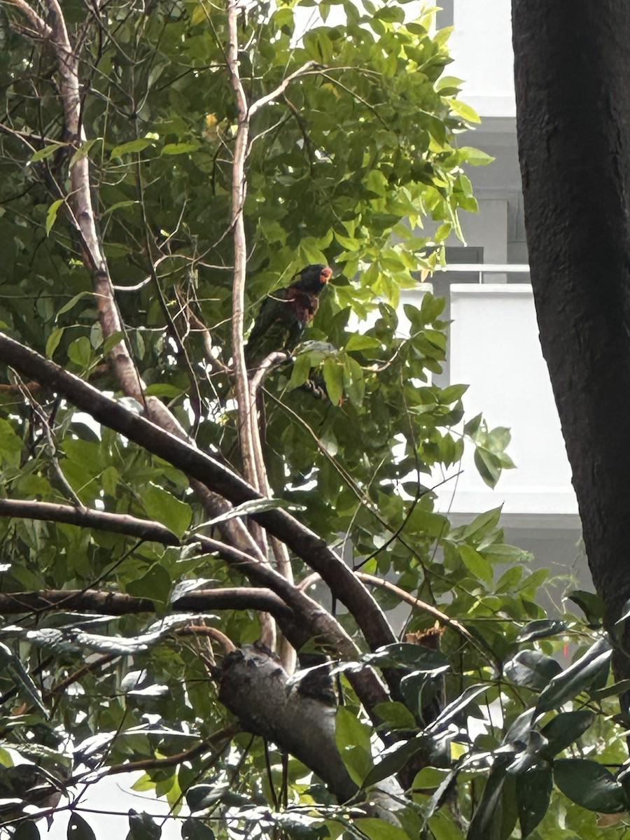 Coconut Lorikeet - ML632833888