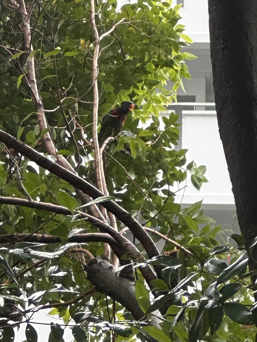 Coconut Lorikeet - ML632833889