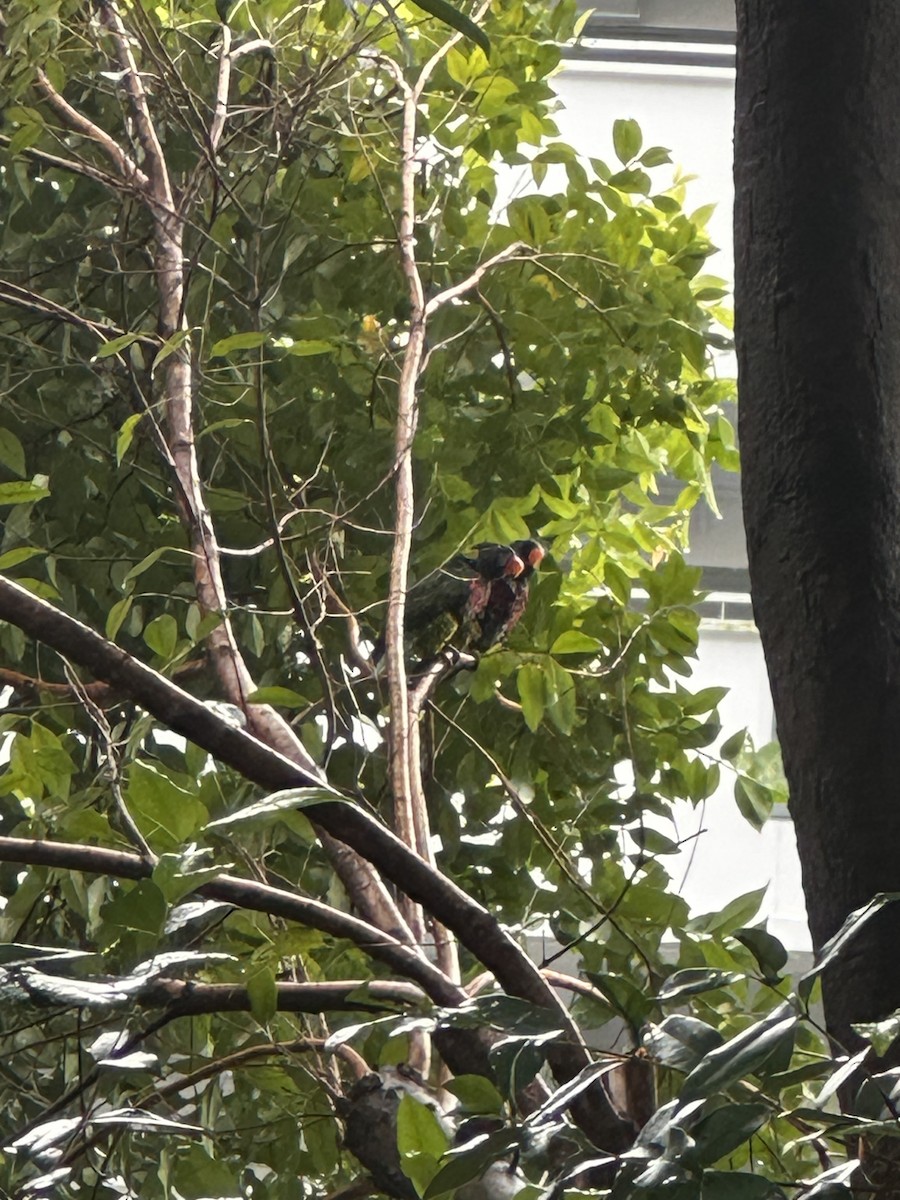 Coconut Lorikeet - ML632833891