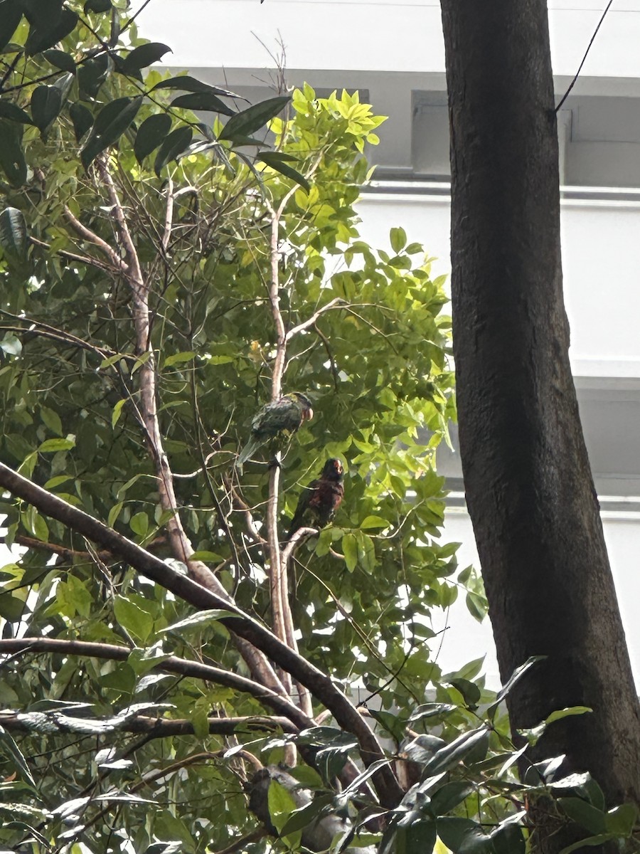 Coconut Lorikeet - ML632833892