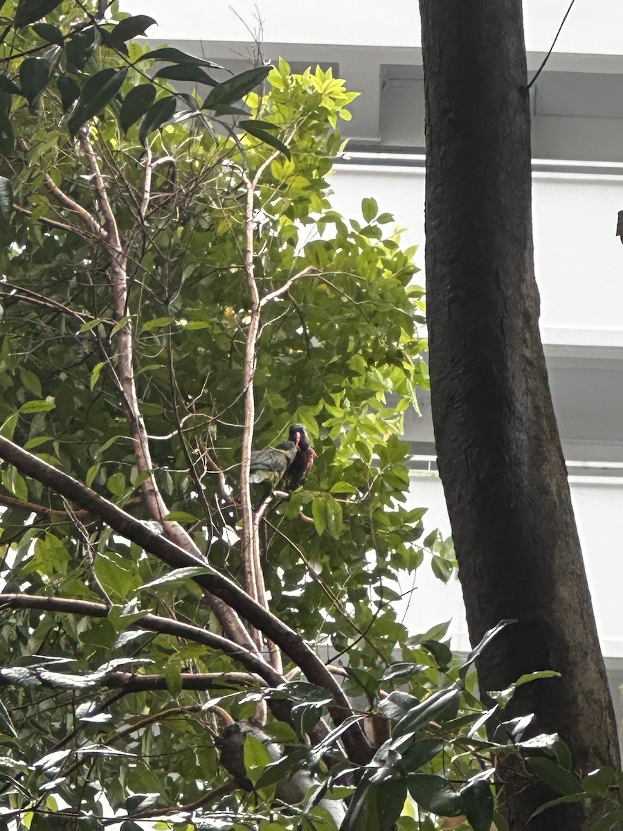Coconut Lorikeet - ML632833893