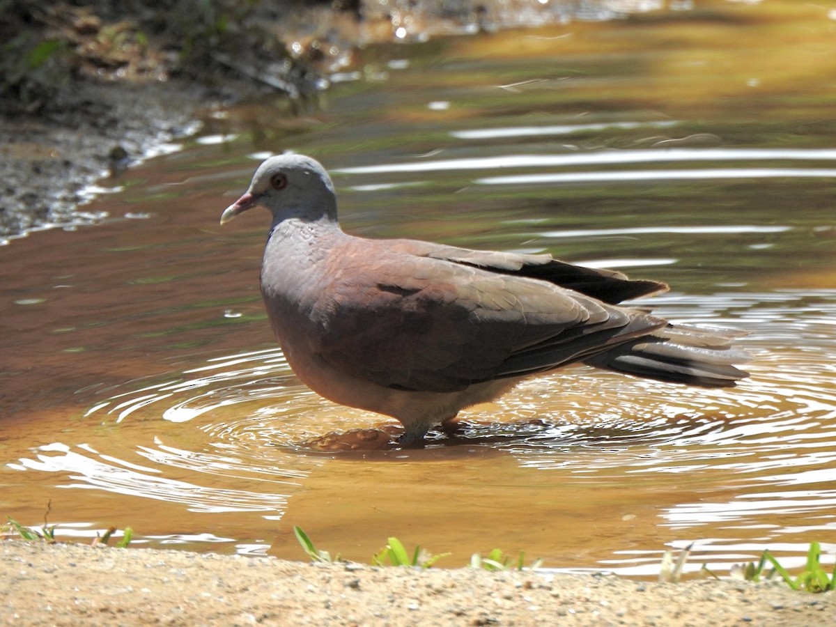 Tórtola Malgache - ML632833928