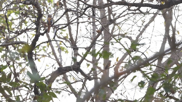 Malabar Trogon - ML632833936