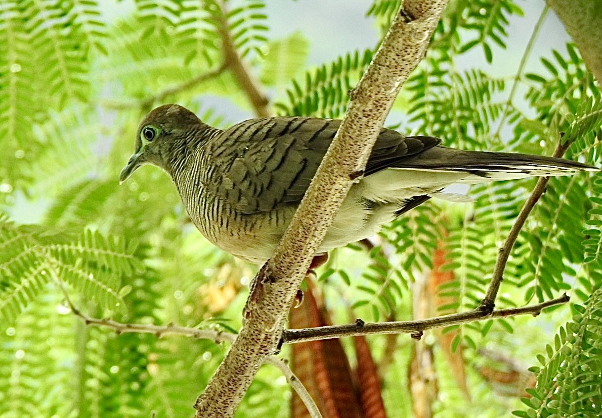 Tortolita Estriada - ML632833941