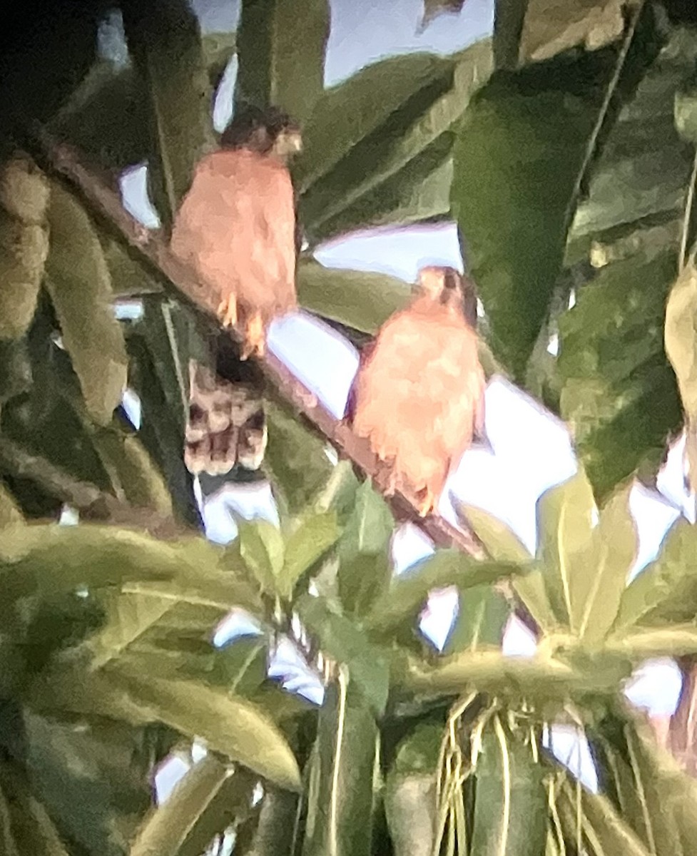 Seychelles Kestrel - ML632833954