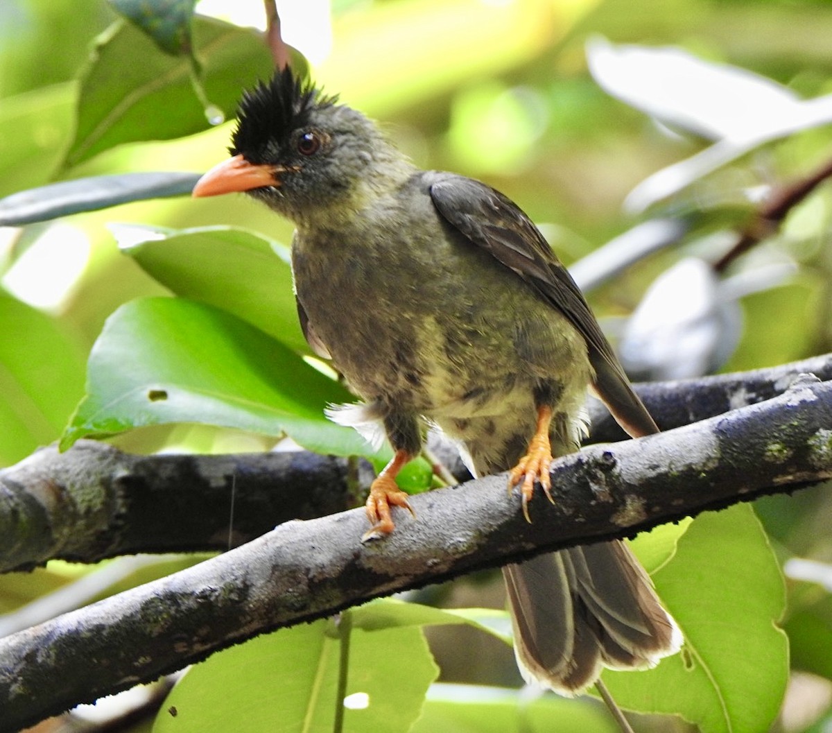 Bulbul Picogordo - ML632833965