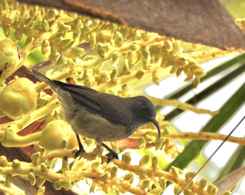 Suimanga de las Seychelles - ML632833980