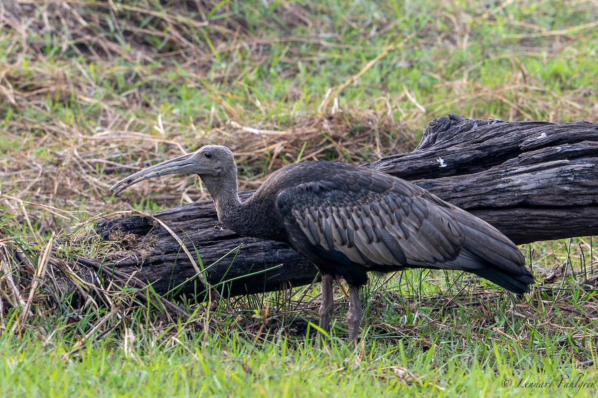 Giant Ibis - ML632834130