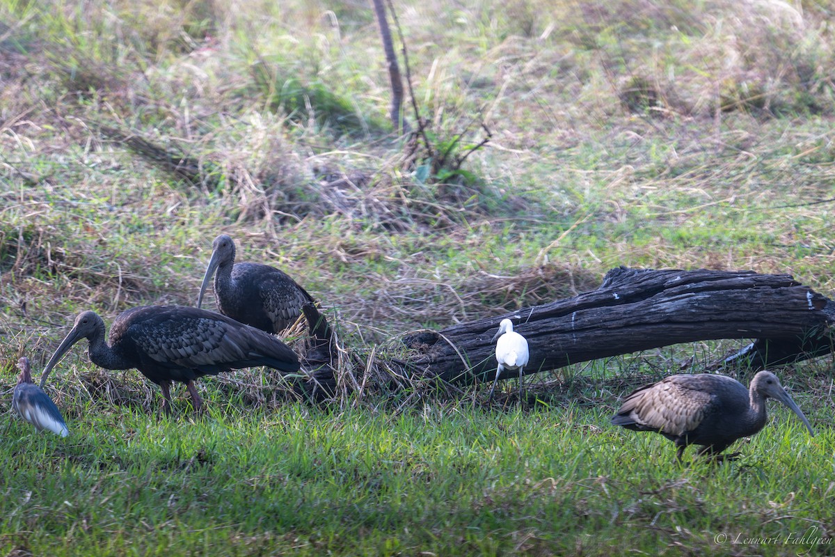 Giant Ibis - ML632834131
