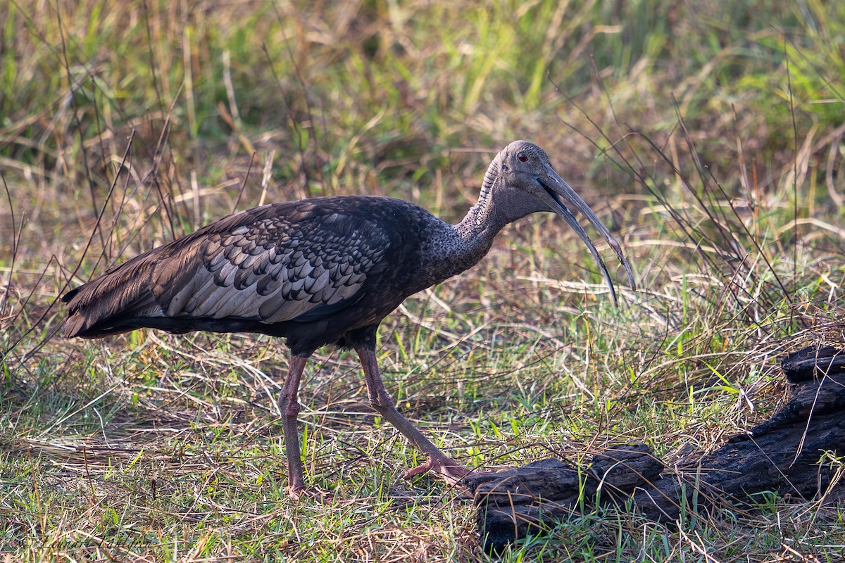 Giant Ibis - ML632834132