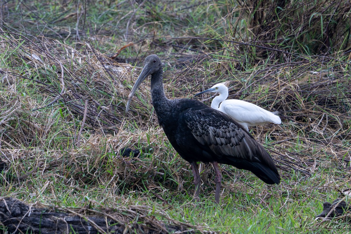 Giant Ibis - ML632834133