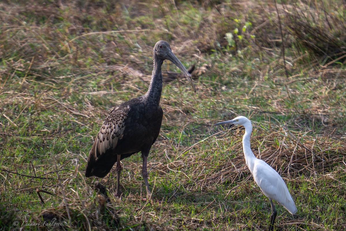 Giant Ibis - ML632834134