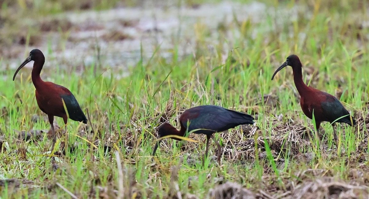 Glossy Ibis - ML632834243