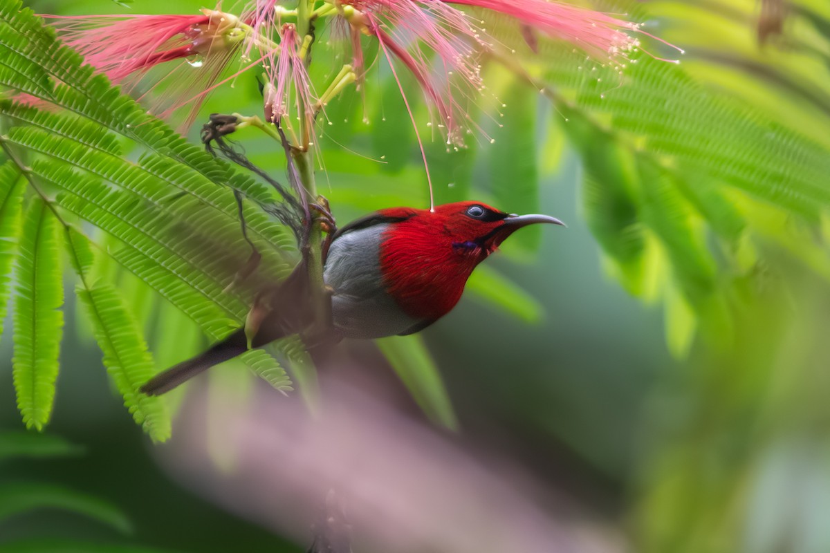 Javan Sunbird - ML632834292
